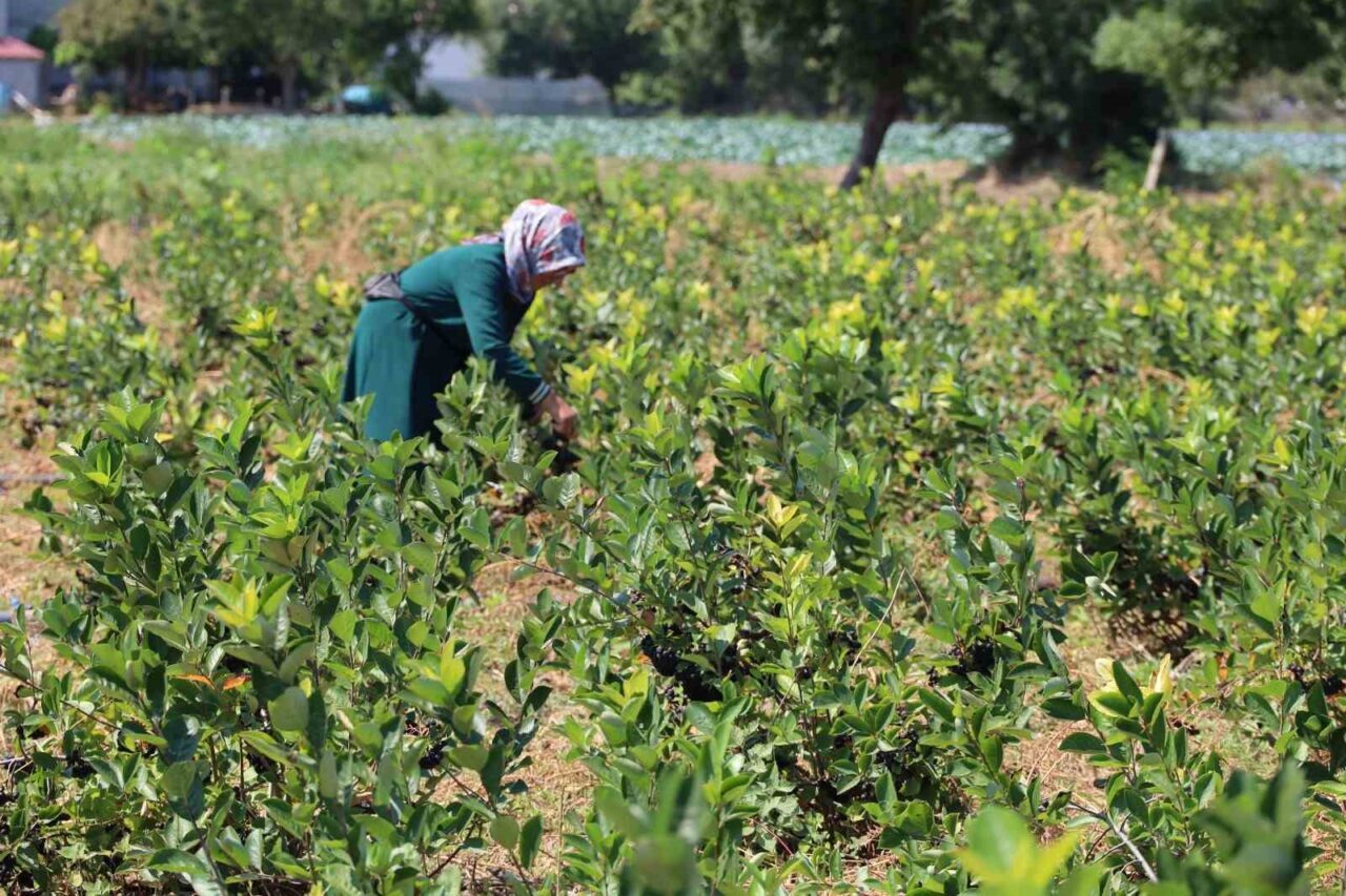 Samsun’un Bafra Ovası’nda aronya üretimi her geçen yıl artış gösteriyor.