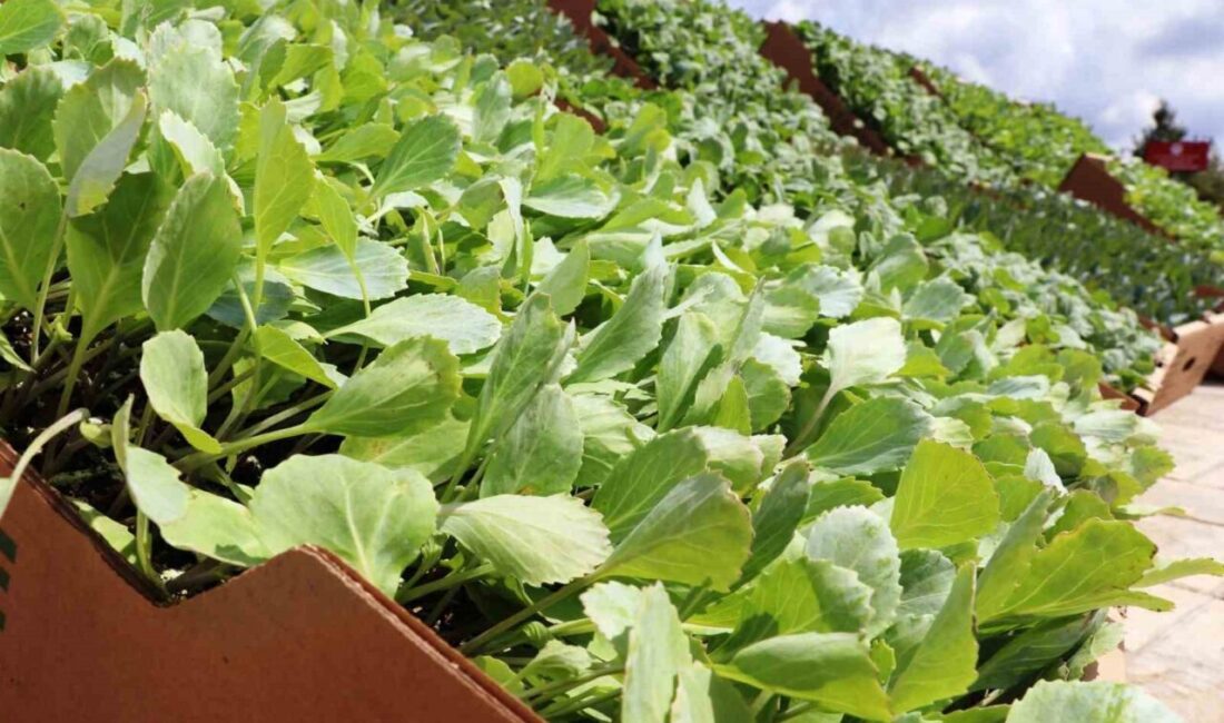 SAMSUN (İHA) – Samsun Tarım ve Orman İl Müdürlüğü, Bafra