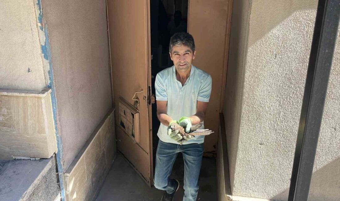 Sivas’ta Kongre Lisesi bahçesinde bulunan yavru şahin, okul görevlisinin dikkati