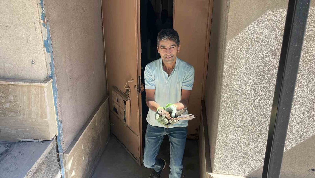 Sivas’ta Kongre Lisesi bahçesinde bulunan yavru şahin, okul görevlisinin dikkati