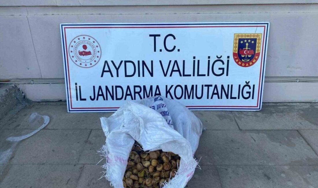 Aydın’ın İncirliova ilçesinde bahçeden 50 kilo inciri çalan 3 şüpheli,