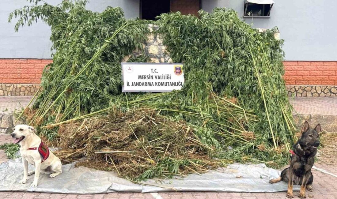 Mersin’de jandarma ekipleri, meyve bahçesinde bin 580 adet kenevir yetiştiren