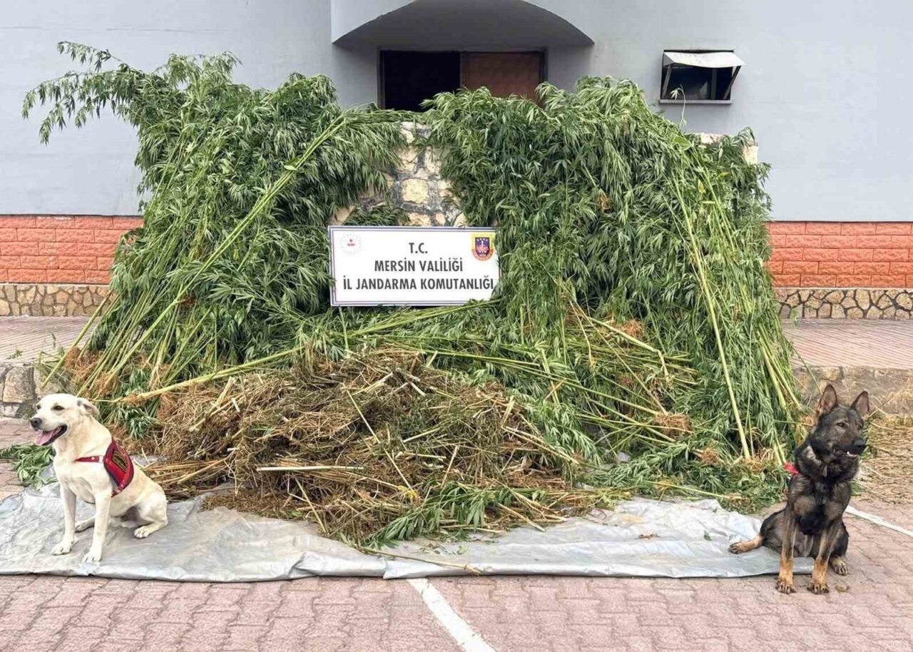 Mersin’de jandarma ekipleri, meyve bahçesinde bin 580 adet kenevir yetiştiren
