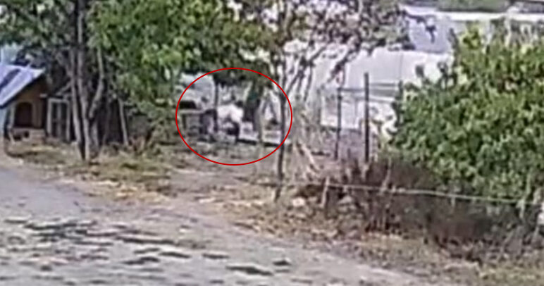 Düzce’de bir evin bahçesine giren başıboş köpekler, 20 tavuğu parçaladı.