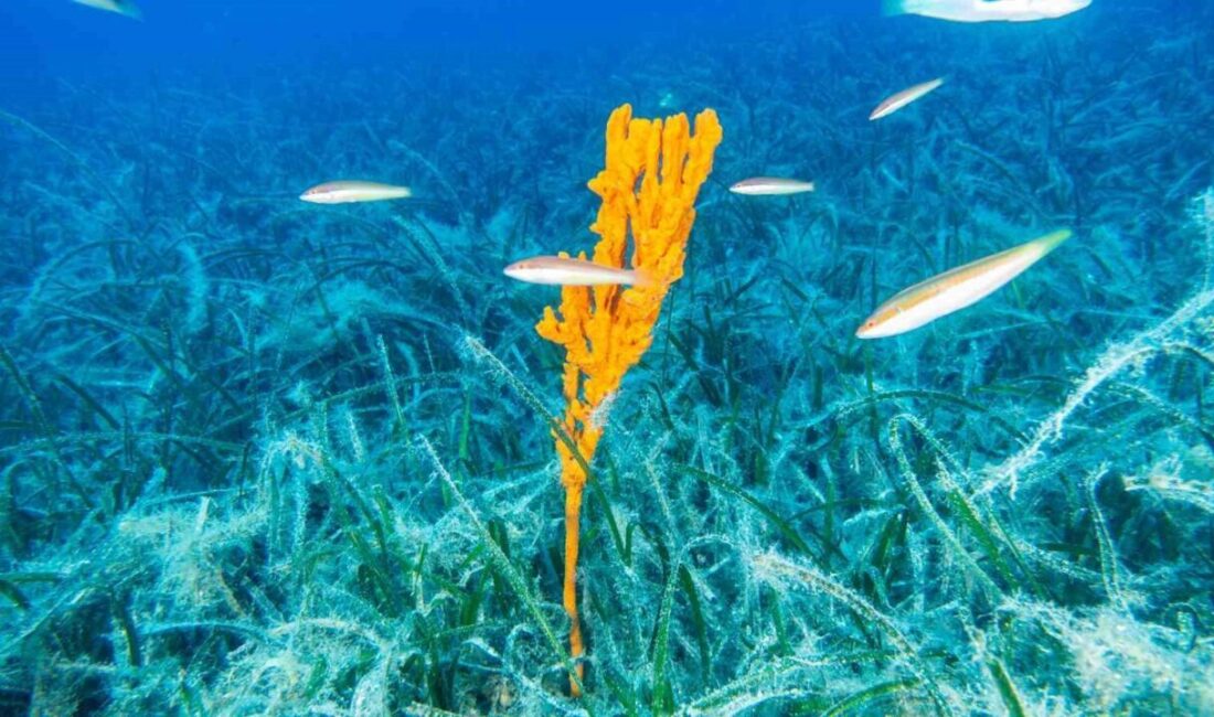 Çevre, Şehircilik ve İklim Değişikliği Bakanı Murat Kurum, “Pina ve