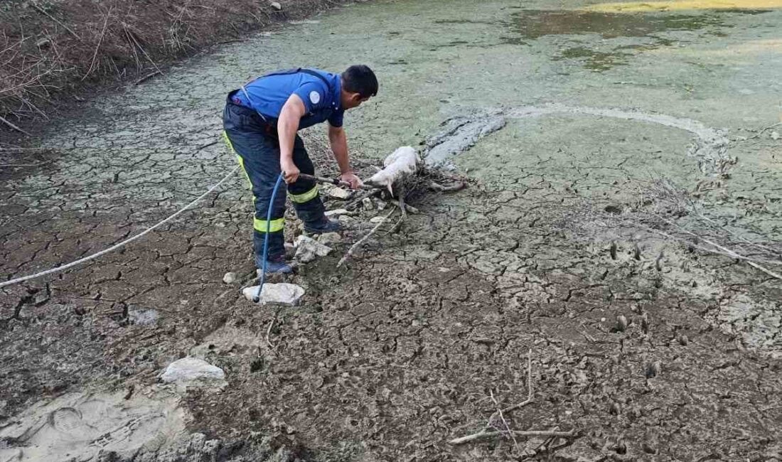 Denizli’nin Güney ilçesinde gölete düşerek balçığa saplanan kuzu zorlu bir