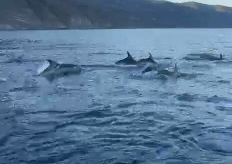 Tekirdağ’ın Şarköy ilçesi sahilinde, balıkçı teknesinin yanına gelen yunuslar, renkli