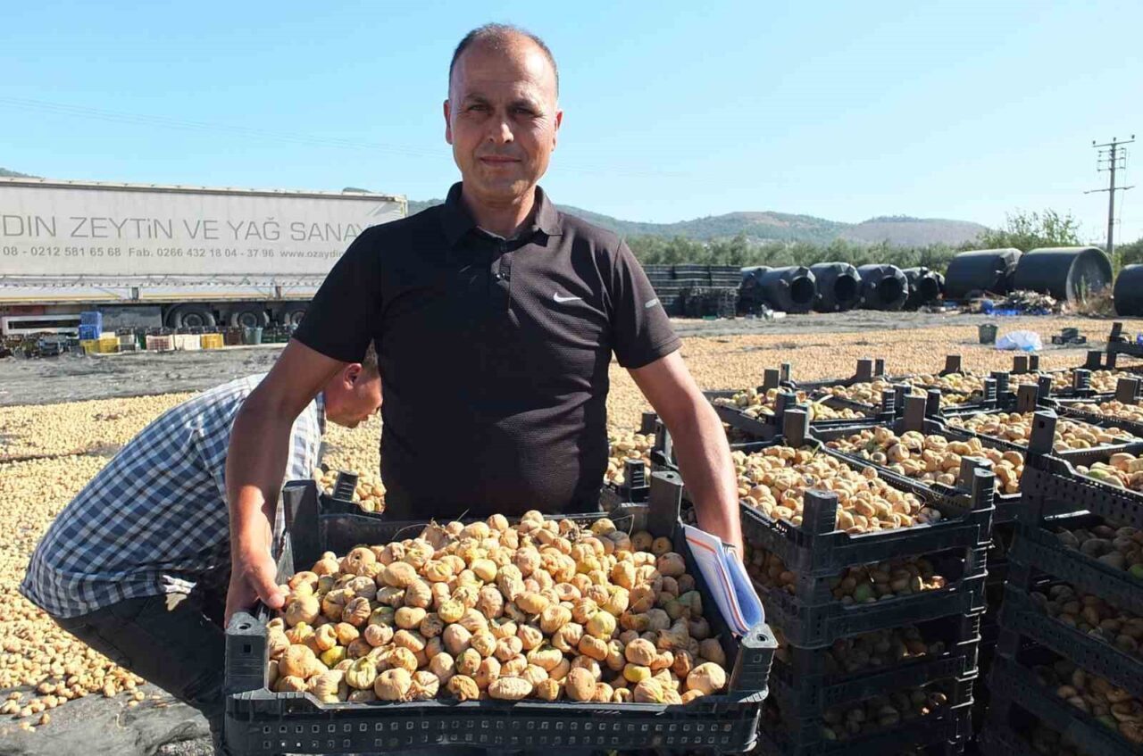 Balıkesir’in Havran İlçesinde, incir hasadı başlarken, rekoltenin yüksek olması vatandaşları