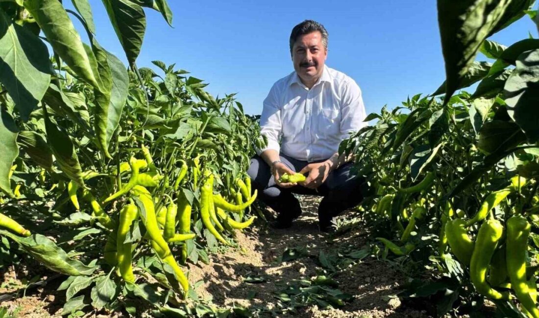 Yenişehir Belediye Başkanı Ercan Özel, tarlada biber toplayan işçileri ziyaret