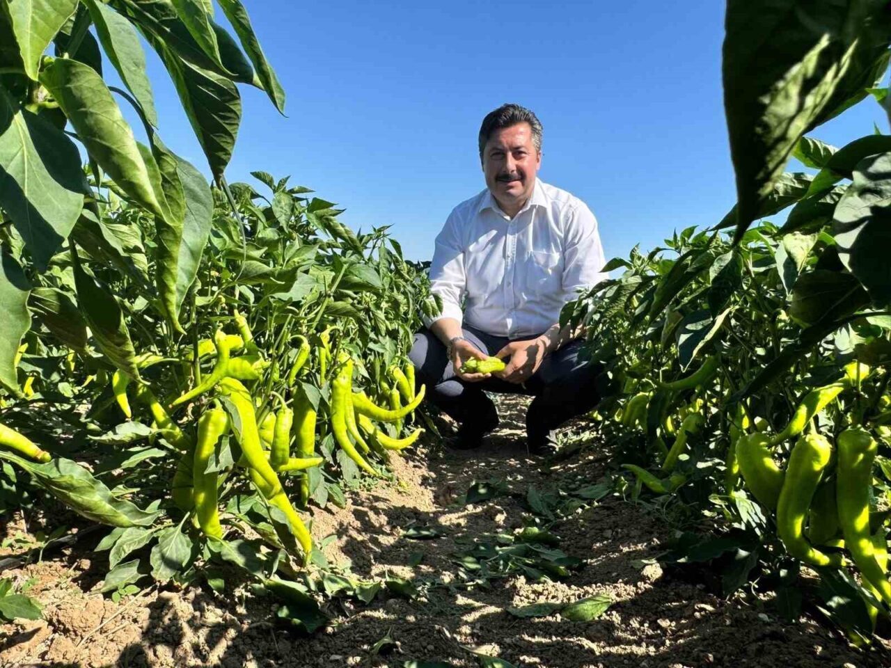 Yenişehir Belediye Başkanı Ercan Özel, tarlada biber toplayan işçileri ziyaret