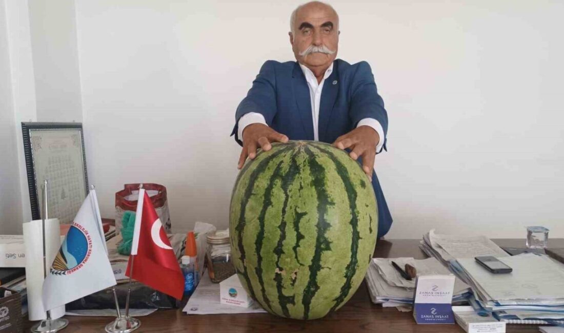 Batman Ovası’nda yetiştirilen bir karpuz 45 kilo çıktı. Batman’da 45
