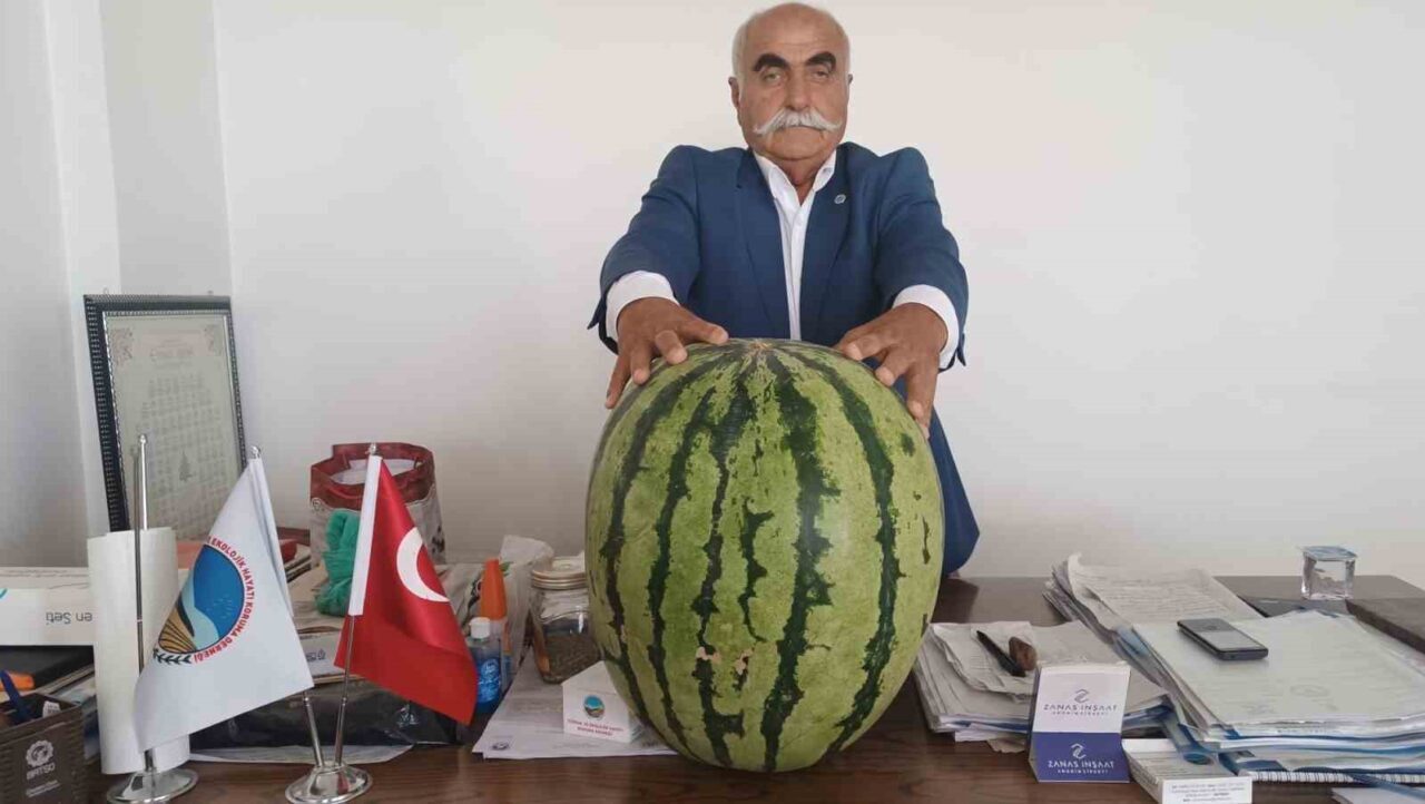 Batman Ovası’nda yetiştirilen bir karpuz 45 kilo çıktı. Batman’da 45