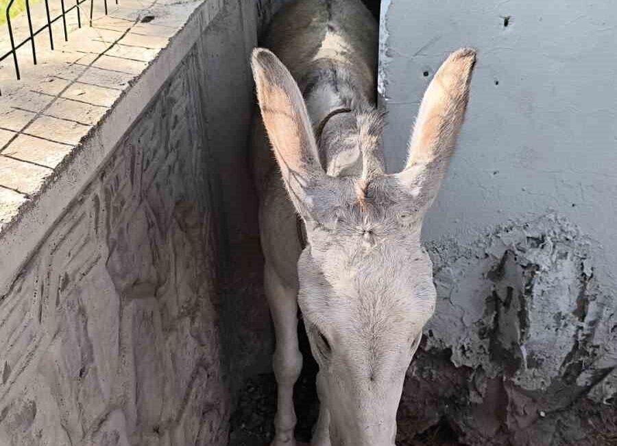 Batman’ın Balpınar beldesinde iki duvar arasında sıkışan eşek, vatandaşların yardımı