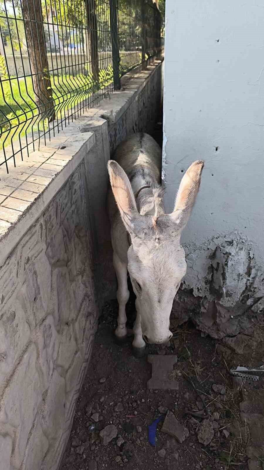 Batman’ın Balpınar beldesinde iki duvar arasında sıkışan eşek, vatandaşların yardımı