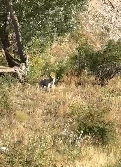 Bayburt’ta gezintiye çıkan baba ve kızı, Gez köyü yakınlarındaki ağaçlık