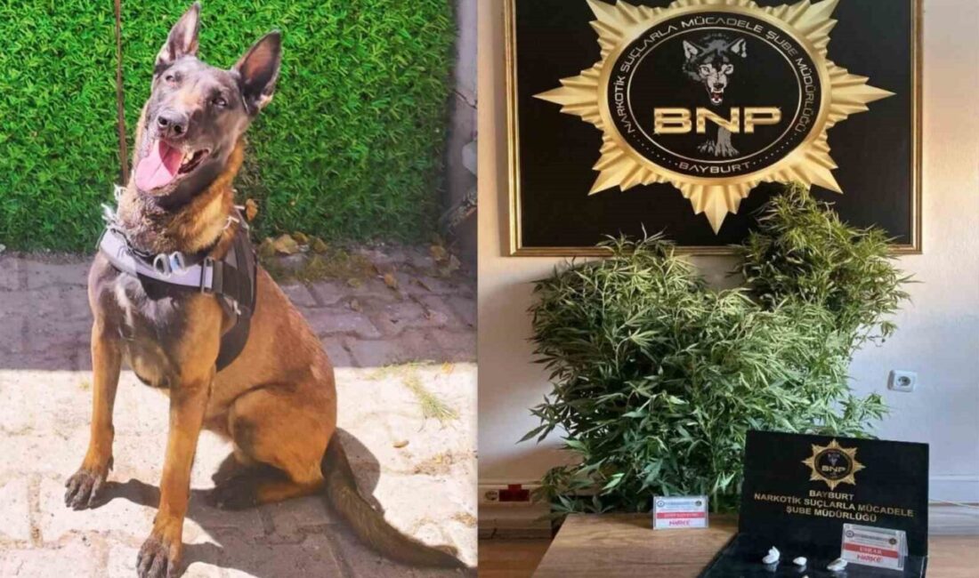 Bayburt’ta narkotik köpeği ‘Pablo’ ile yapılan uyuşturucuyla mücadele çalışmalarında 5