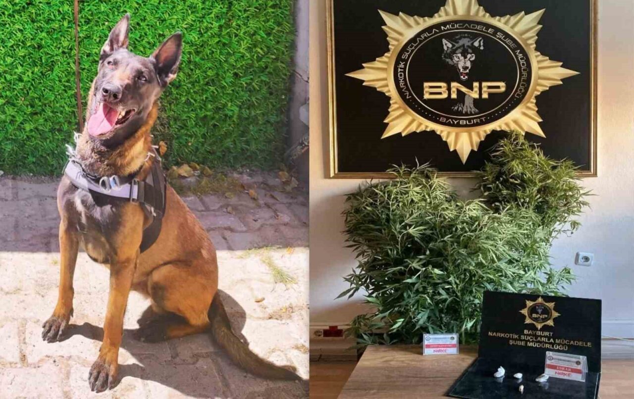 Bayburt’ta narkotik köpeği ‘Pablo’ ile yapılan uyuşturucuyla mücadele çalışmalarında 5