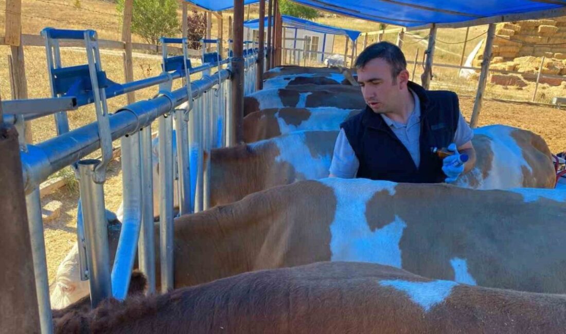Yaklaşan sonbahar dönemi öncesi hayvan sağlığını korumak ve verim kayıplarını