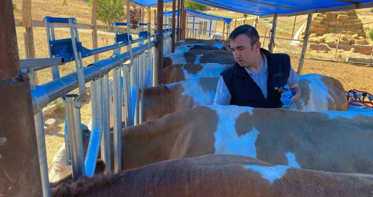 Yaklaşan sonbahar dönemi öncesi hayvan sağlığını korumak ve verim kayıplarını