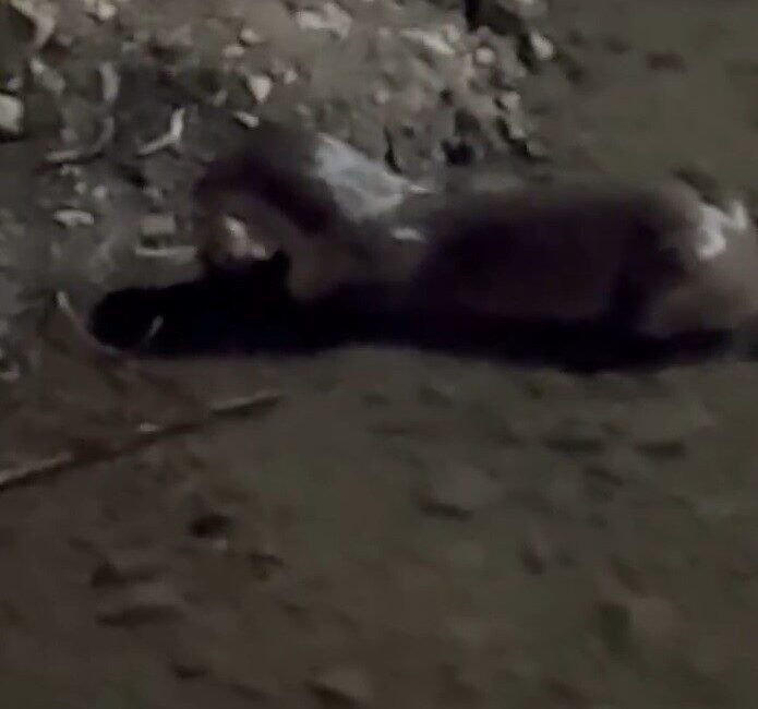 Bayburt’un Arpalı beldesinde nesli tehlike altında bulunan bir su samuru