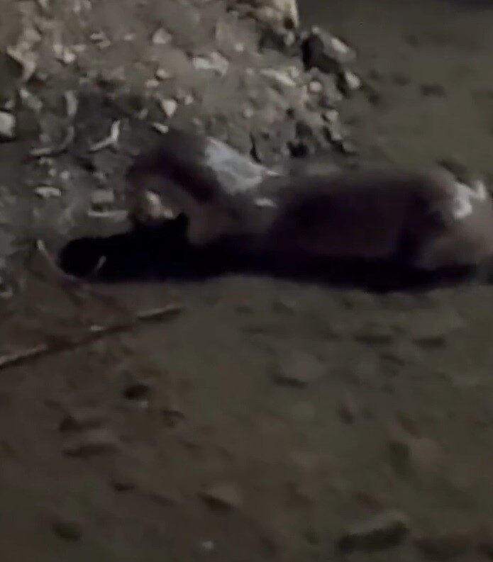 Bayburt’un Arpalı beldesinde nesli tehlike altında bulunan bir su samuru