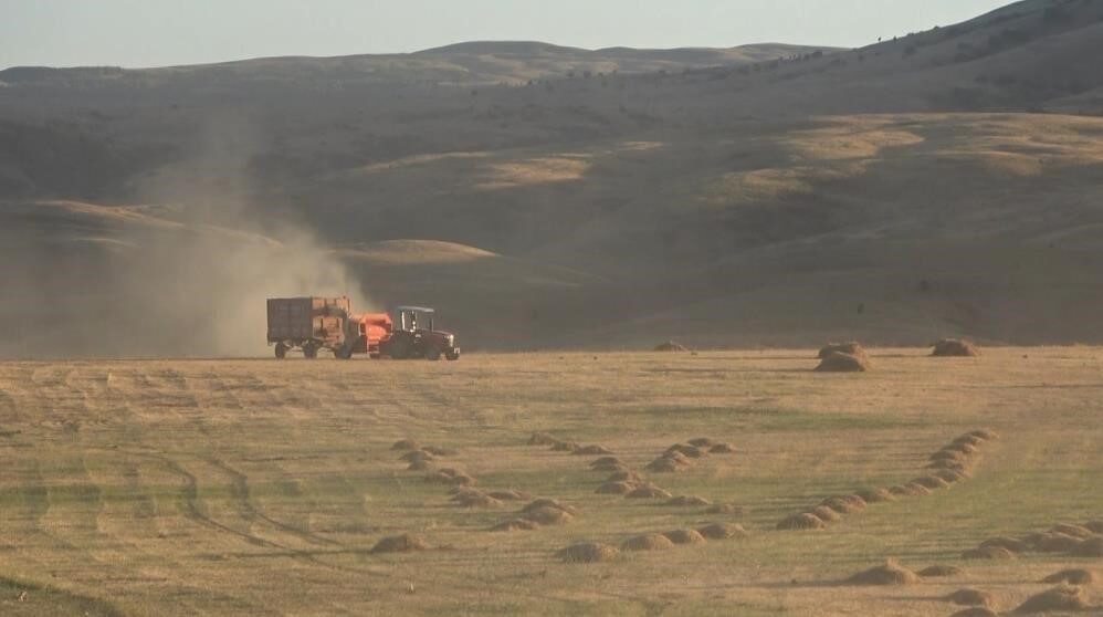 Bayburt’un Çayırköprü köyünde çiftçi İmdat Sancar’a ait tarladan piyasa değeri