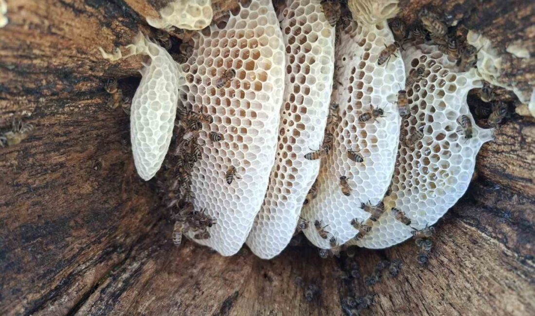 Bingöl’ün yaylalarında arıcılar tarafından geleneksel yöntemlerle üretilen kütük balının hasadı