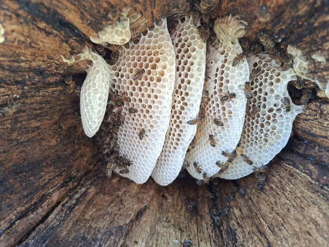 Bingöl’ün yaylalarında arıcılar tarafından geleneksel yöntemlerle üretilen kütük balının hasadı