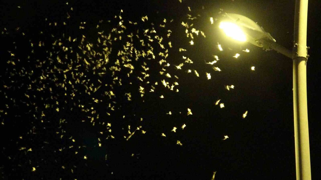 Ardahan’da, ’bir günlükler’ ve ’mayıs sinekleri’ olarak adlandırılan ve kelebeği