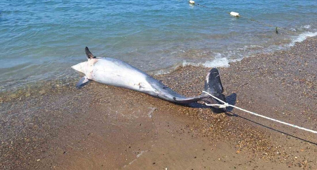 Muğla’nın Bodrum ilçesinde karaya vuran ölü yunus yerli yabancı turistlere