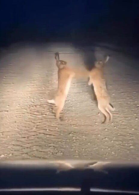 Bayburt’un Aydıntepe ilçesinde iki yaban tavşanı yol ortasında kavga ederken