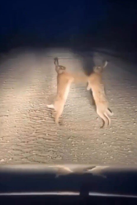 Bayburt’un Aydıntepe ilçesinde iki yaban tavşanı yol ortasında kavga ederken