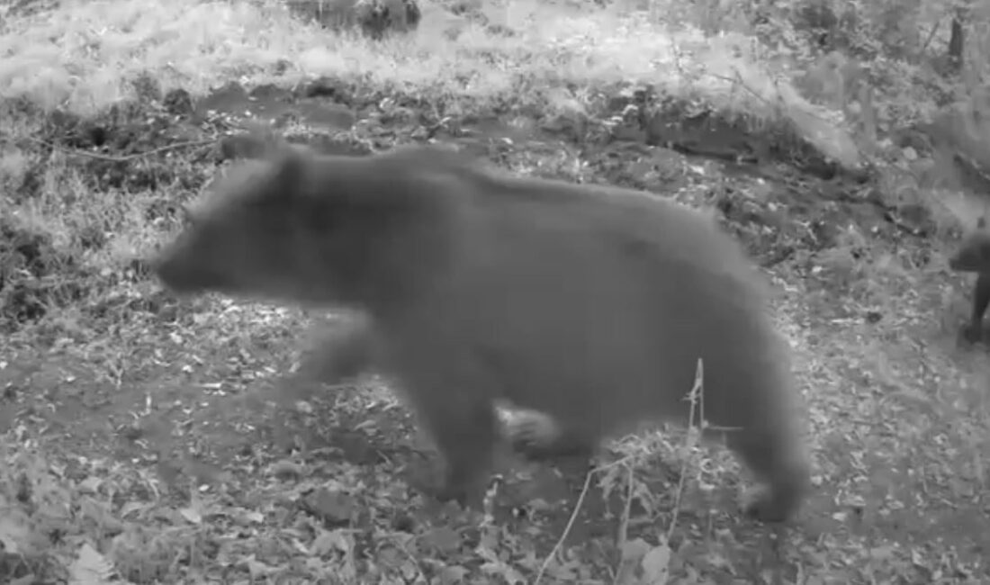 Bolu’da ormanlık alana yerleştirilen fotokapan, anne ayı ve 3 yavrusunu