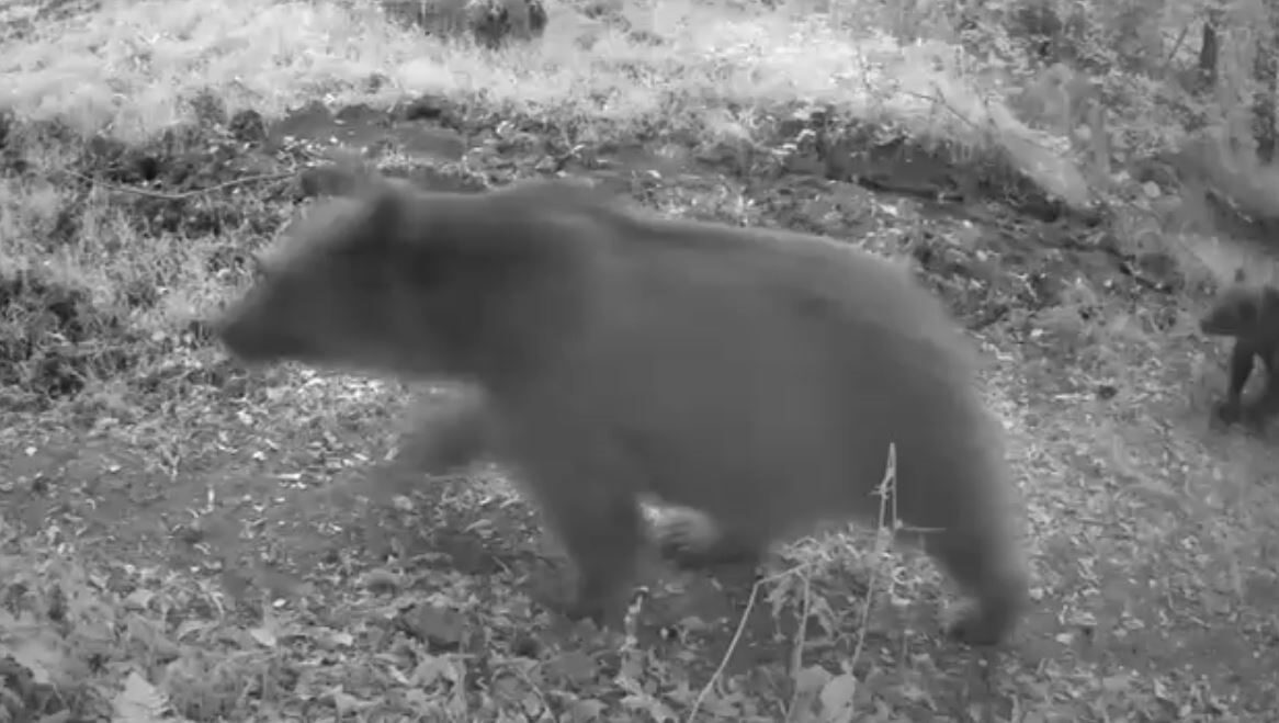 Bolu’da ormanlık alana yerleştirilen fotokapan, anne ayı ve 3 yavrusunu