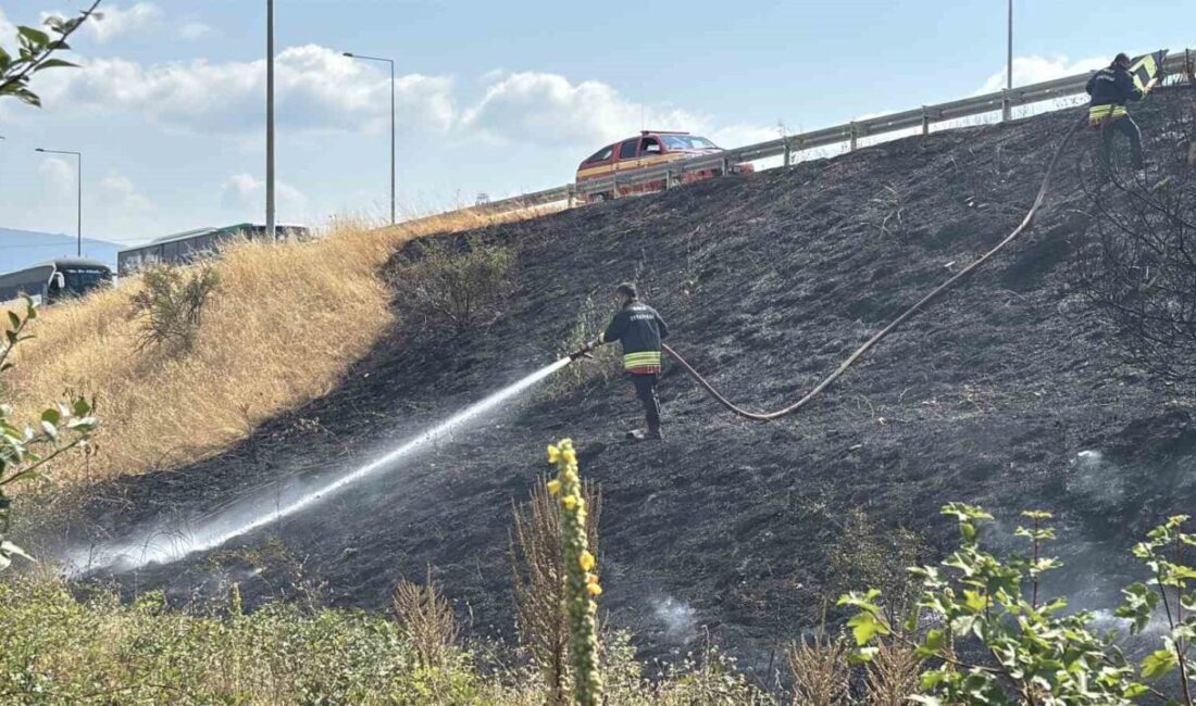 Bolu’da TEM otoyolu Batı gişeleri mevkiinde yol kenarındaki otluk alanda
