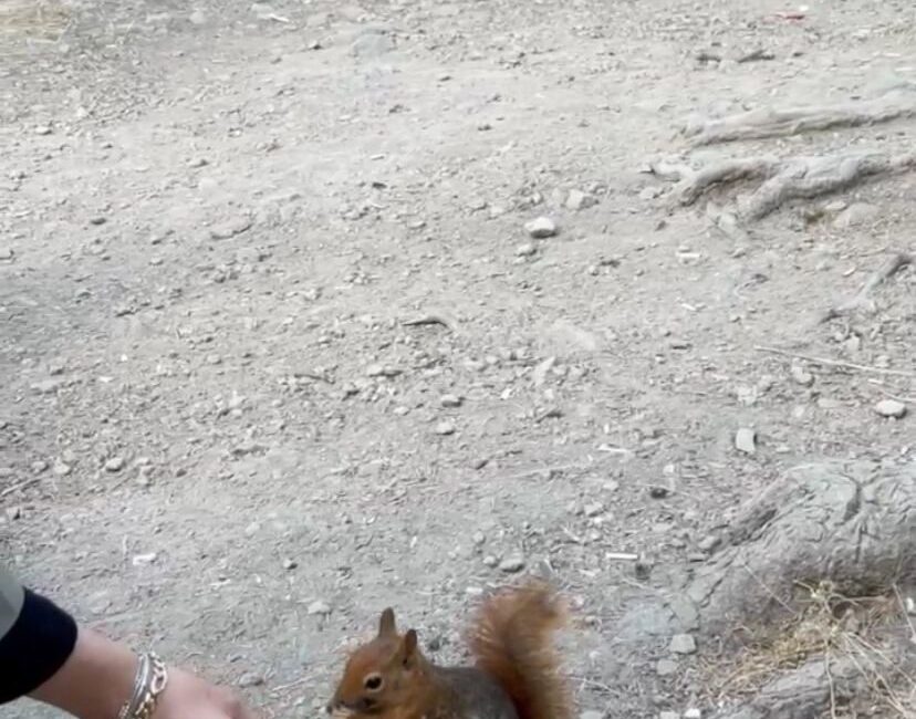 Bolu’nun doğal güzellikleriyle ünlü Gölcük Tabiat Parkı’nda piknik yapan vatandaşlar,