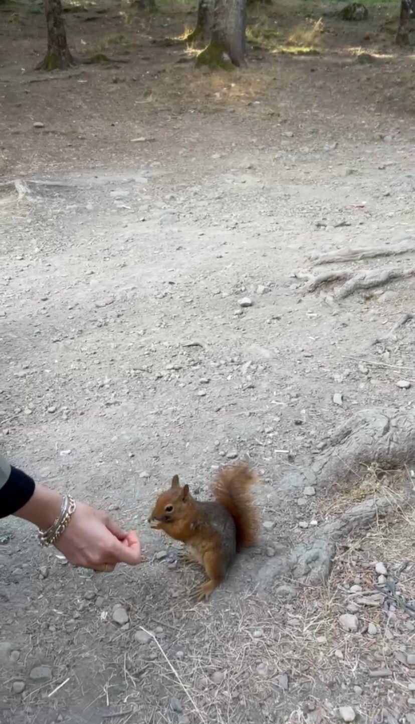 Bolu’nun doğal güzellikleriyle ünlü Gölcük Tabiat Parkı’nda piknik yapan vatandaşlar,