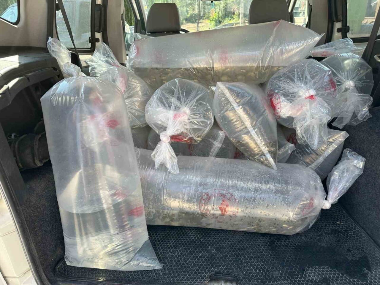 Bolu Gölköy Su Ürünleri Üretim İstasyonu’nda üretilen 6 milyon 416