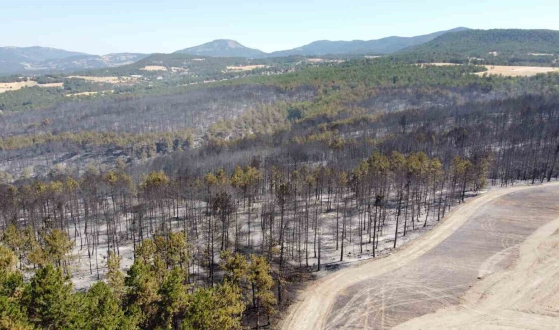 Bolu’nun Mudurnu ilçesinde biçerdöverden sıçrayan kıvılcımlar nedeniyle arazide başlayan ardından