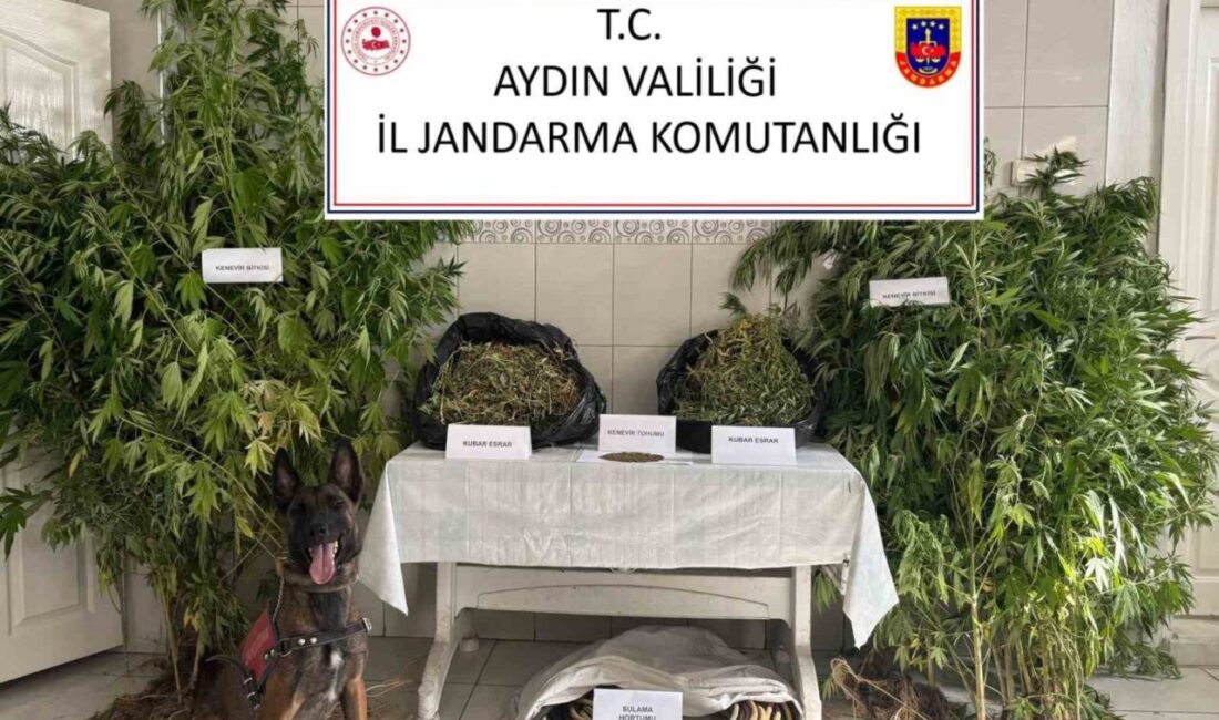 Aydın’ın Bozdoğan ilçesinde ormanlık alan içerisinde kenevir yetiştirdiği tespit edilen