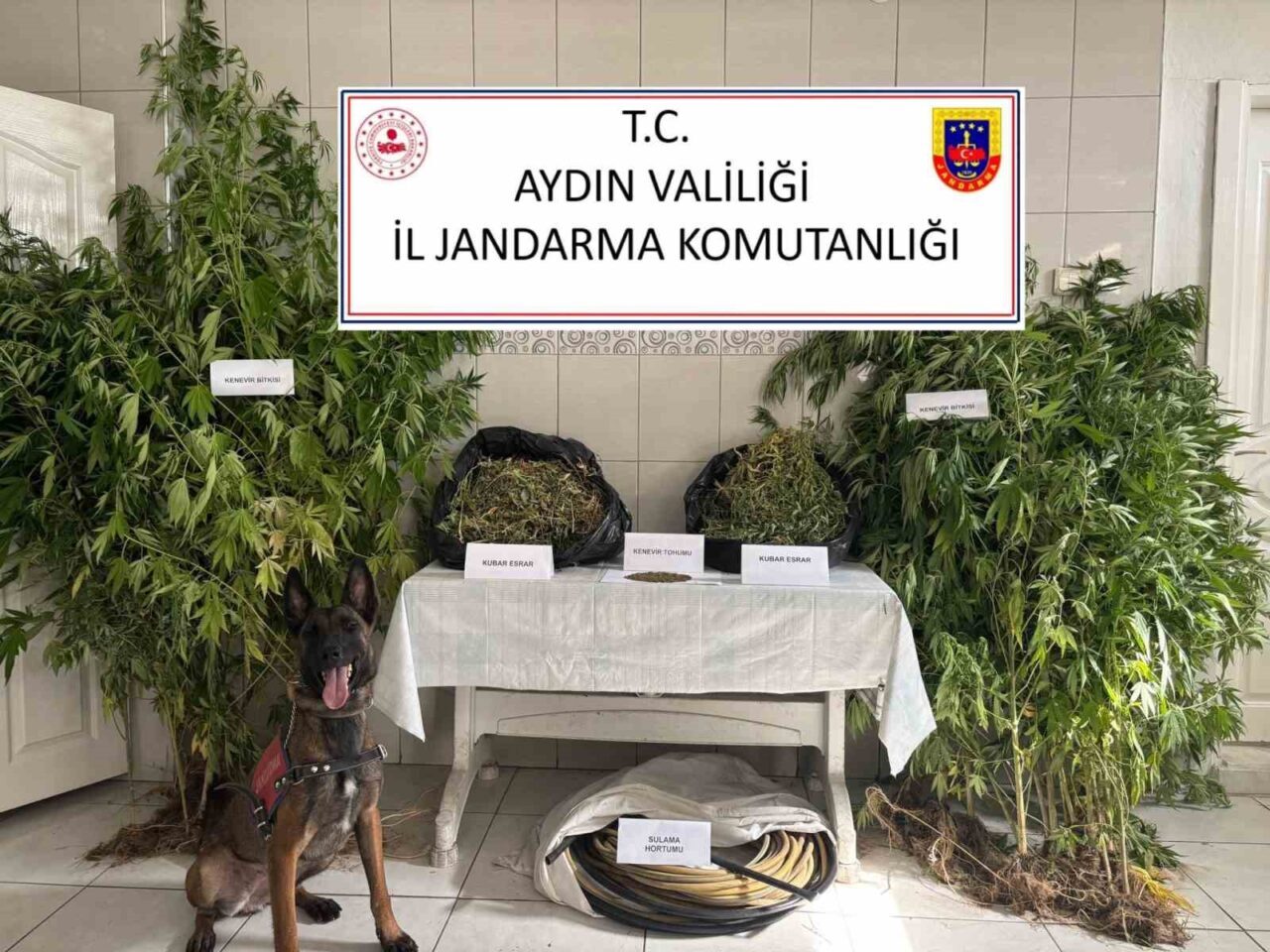 Aydın’ın Bozdoğan ilçesinde ormanlık alan içerisinde kenevir yetiştirdiği tespit edilen