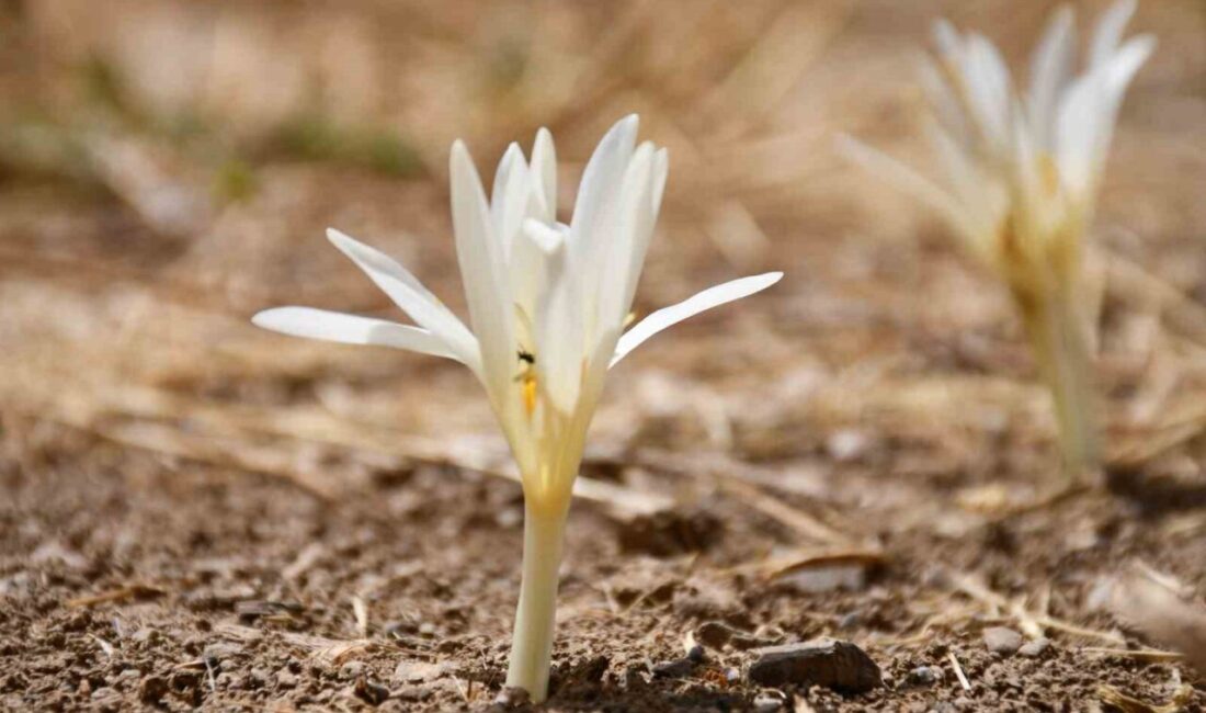 Şırnak’ta ağustos çiçekleri açtı. Sonbahar aylarında havaların soğumasıyla beraber yılın