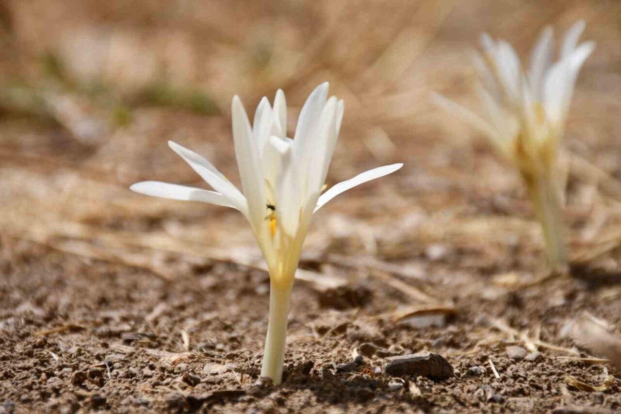 Şırnak’ta ağustos çiçekleri açtı. Sonbahar aylarında havaların soğumasıyla beraber yılın