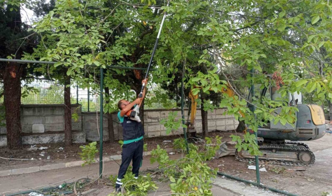 Başiskele’de ağaçların budama işlemleri ve bakımları yıl boyunca periyodik olarak