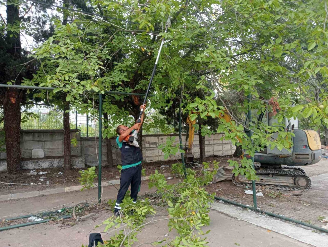 Başiskele’de ağaçların budama işlemleri ve bakımları yıl boyunca periyodik olarak