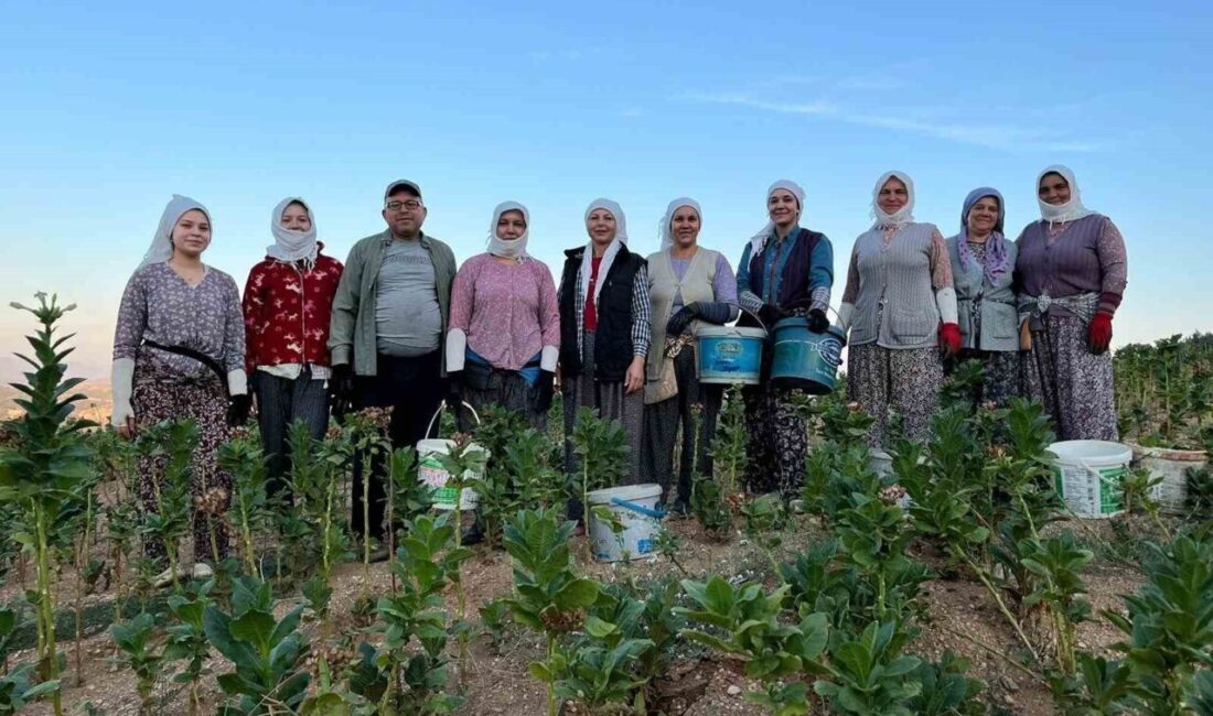 Denizli’nin Buldan ilçesinde kekik ve tütün üreticilerin yüzü gülüyor. Bu