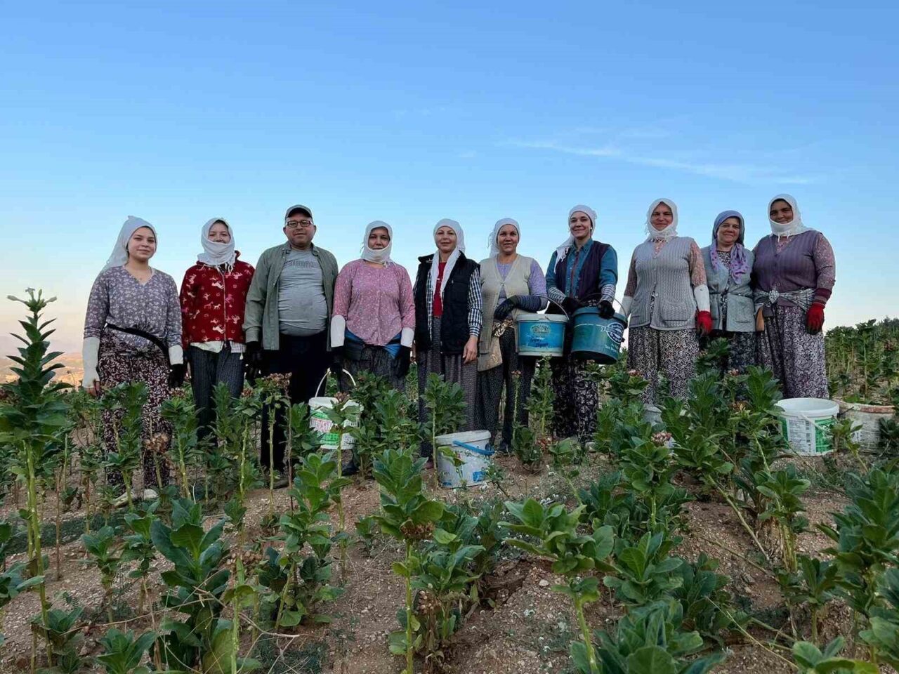 Denizli’nin Buldan ilçesinde kekik ve tütün üreticilerin yüzü gülüyor. Bu