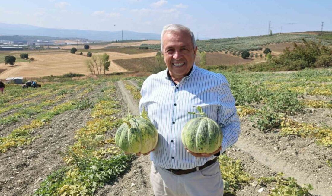 Bursa’nın tadı ve kokusuyla ünlü Konaklı kavununda üretim bu sene