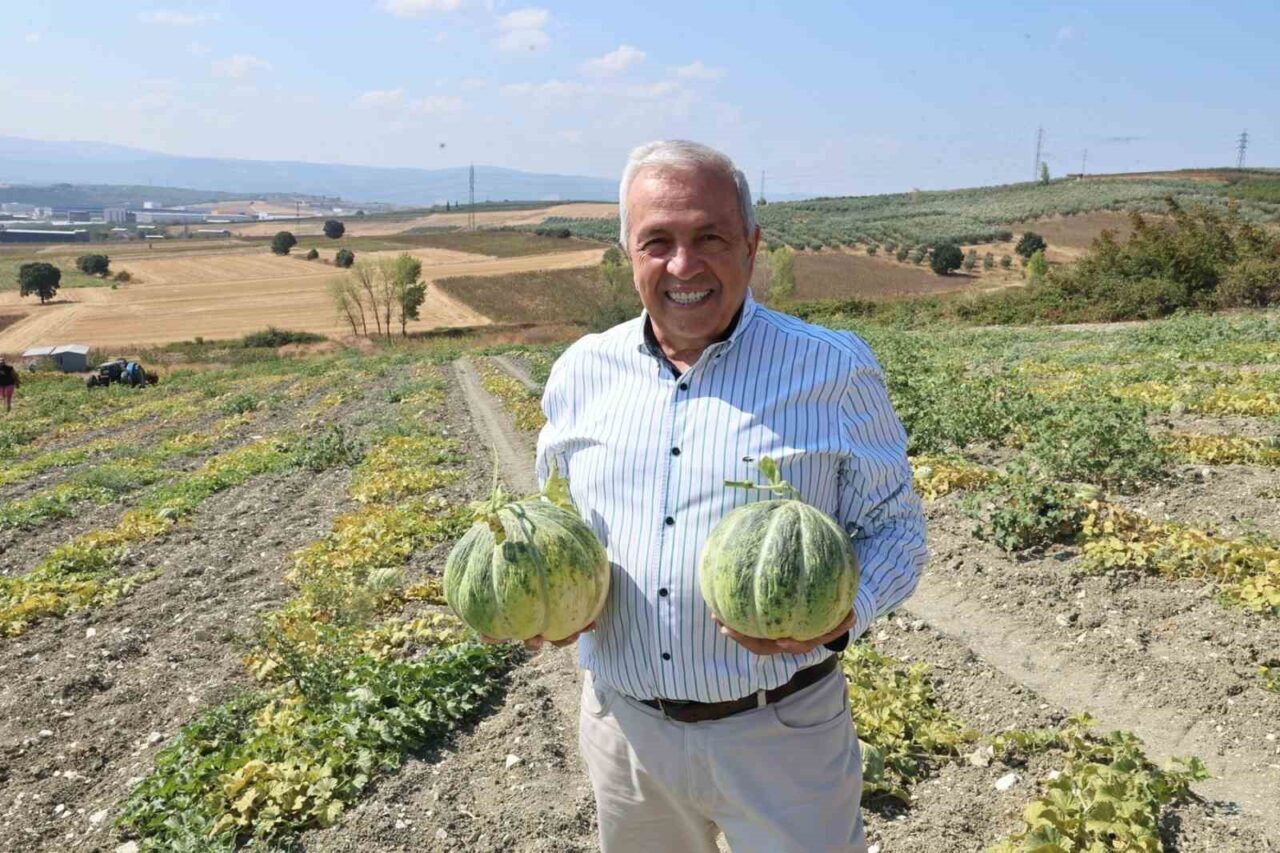 Bursa’nın tadı ve kokusuyla ünlü Konaklı kavununda üretim bu sene