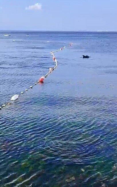 Kadıköy Caddebostan sahilinde denize giren vatandaşlar, yunus balıklarıyla birlikte yüzmenin